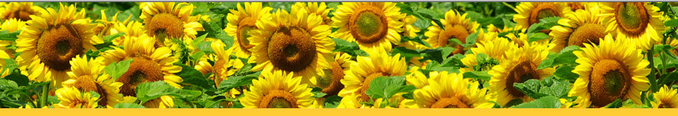 Crop Sciences