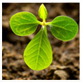 Crop Nutrients